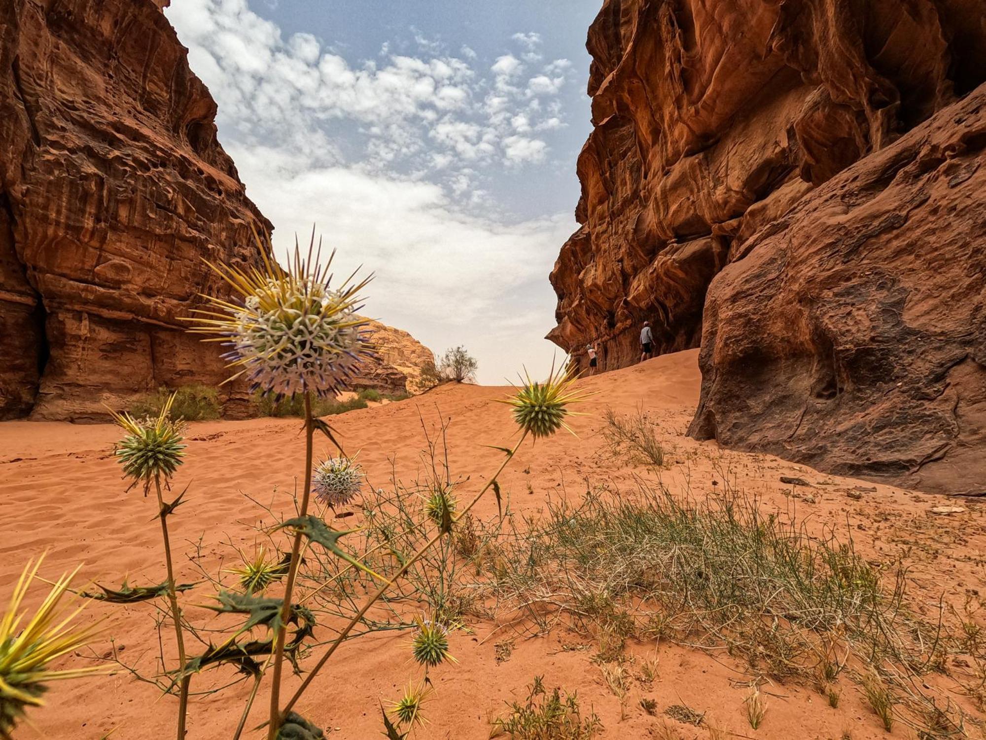 Hotel Stargazing Camp & Tours Wadi Rum Exterior foto