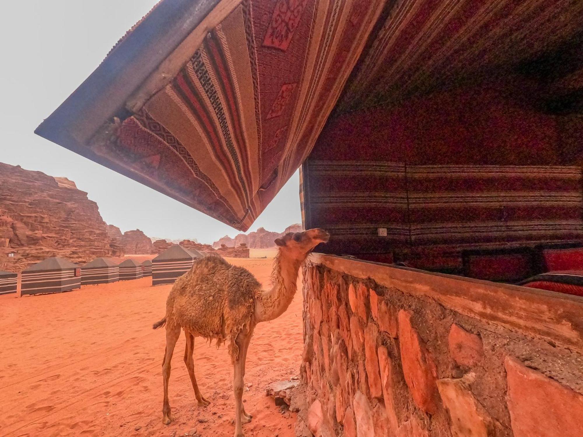 Hotel Stargazing Camp & Tours Wadi Rum Exterior foto